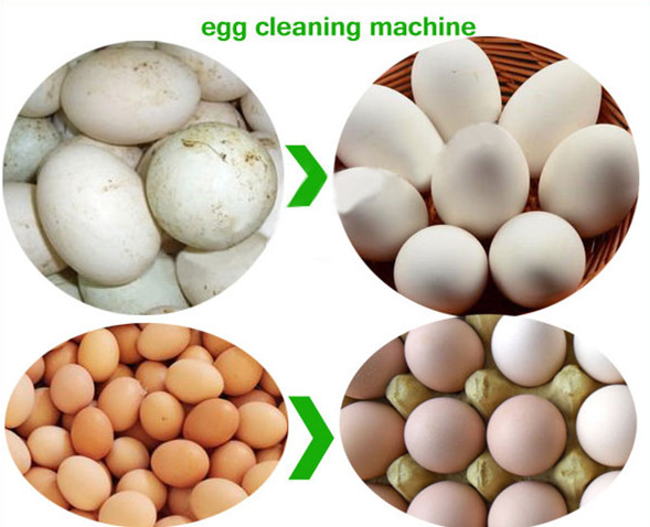 Application of Egg Washing Machine