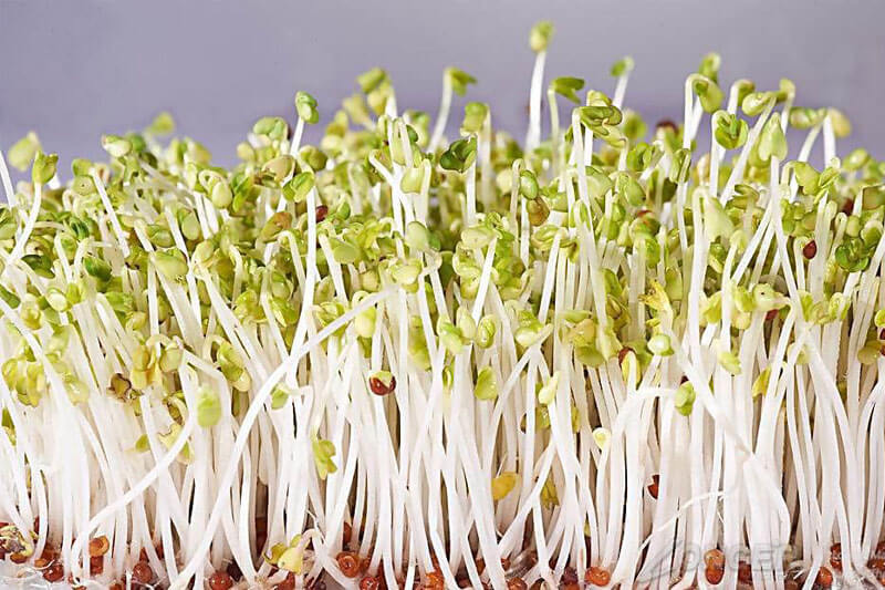 bean sprouts growing in bean sprout machine